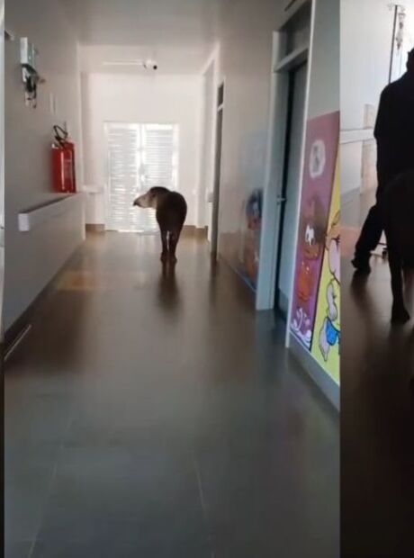 Anta &eacute; flagrada 'passeando' por corredores de hospital em MS