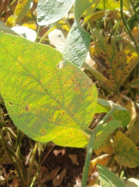 Ferrugem asi&aacute;tica sextuplica em MS ap&oacute;s excesso de chuva e clima irregular 