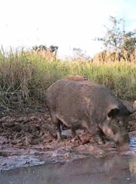 MPE investiga danos causados por javalis nas &aacute;guas cristalinas de Bonito