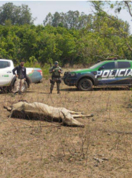 Empres&aacute;rio &eacute; multado em mais de R$ 500 mil por maus-tratos a bovinos no interior de MS 