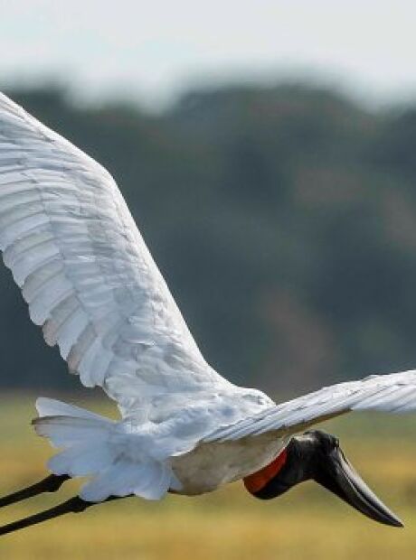 COP15 vai custar pelo menos R$ 10 milh&otilde;es aos cofres do Estado