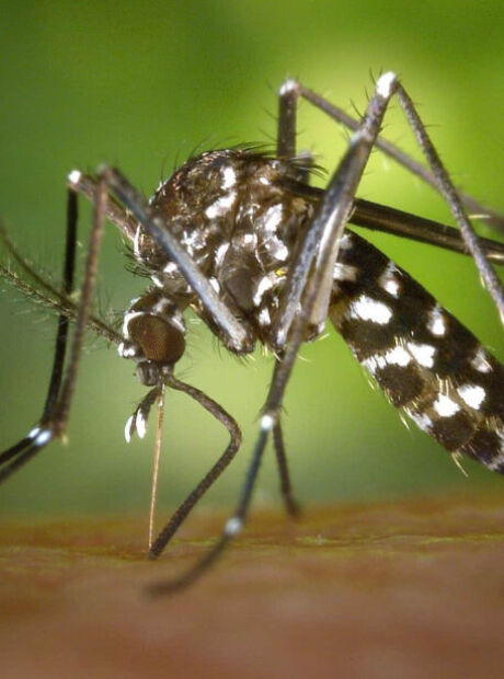 Ap&oacute;s 4 mortes em 20 dias, prefeitura reconhece epidemia de chikungunya em MS 