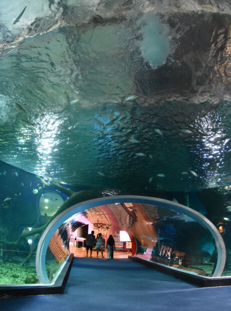 Conserva&ccedil;&atilde;o de on&ccedil;as e animais aqu&aacute;ticos est&aacute; no centro de discuss&otilde;es da COP15