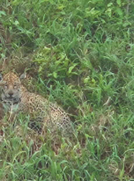 Passeios para turistas da COP15 em MS v&atilde;o de R$ 75 a R$ 34,5 mil