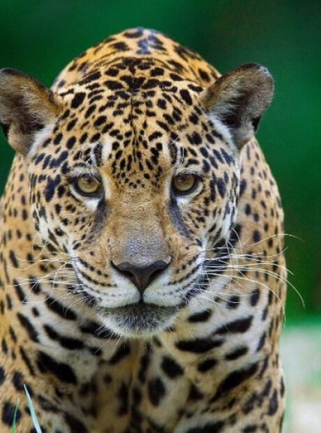 Entenda a import&acirc;ncia da COP15 ser no Pantanal de Mato Grosso do Sul