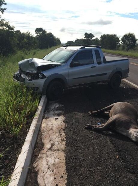 Mapa digital vai monitorar atropelamentos de animais em rodovias de MS