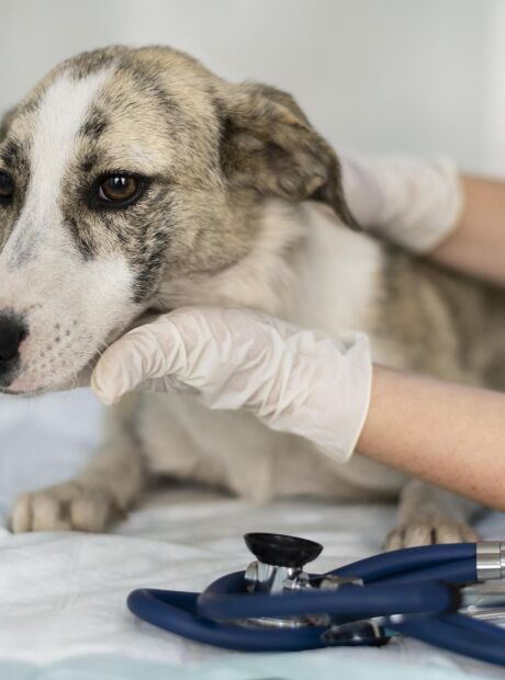 Fique atento &agrave; sa&uacute;de intestinal de seu c&atilde;ozinho