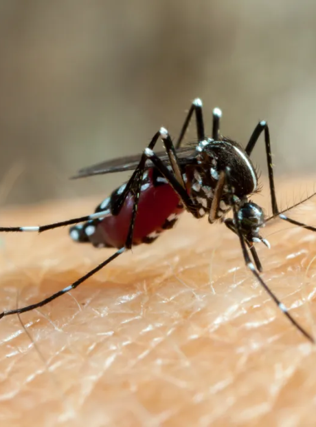 Prefeitura confirma 7&ordf; morte do ano por Chikungunya em MS