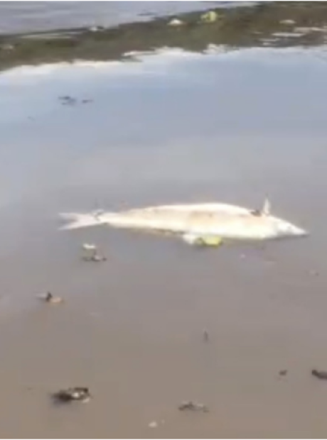 Pescadores encontram diversos peixes mortos no Rio Sucuri&uacute;