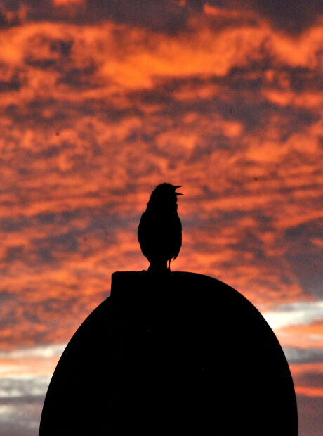 Ap&oacute;s Campo Grande pr&oacute;xima COP de esp&eacute;cies viaja para Alemanha