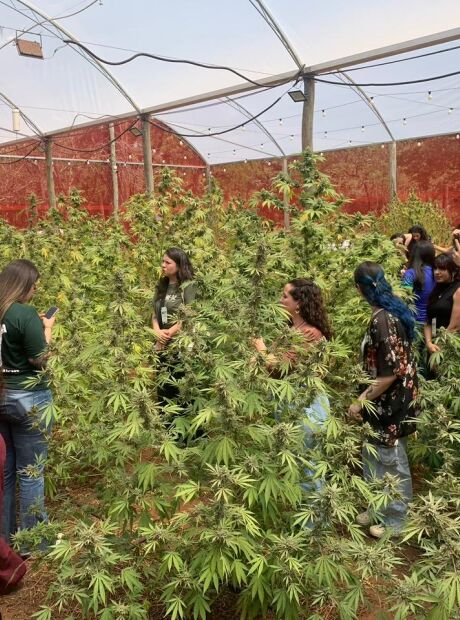 Especialistas discutem cannabis medicinal em evento na UFMS