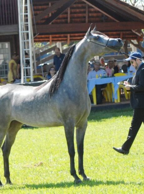 Expogrande ter&aacute; provas e julgamento de cavalos &aacute;rabes