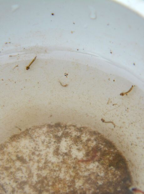 Epicentro da doen&ccedil;a em MS, Dourados investiga mais duas mortes por chikungunya