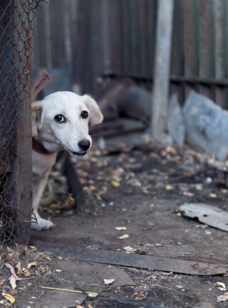 Mulher &eacute; presa por maus-tratos a animais no interior do Estado