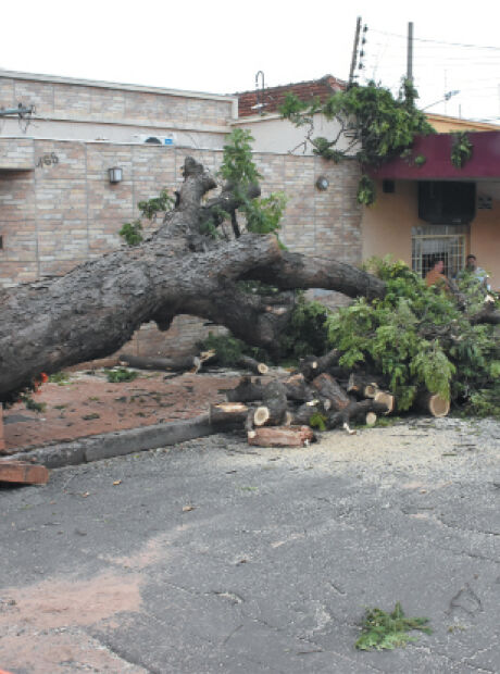 Em 2 dias, chuvas derrubaram mais de 50 &aacute;rvores na Capital