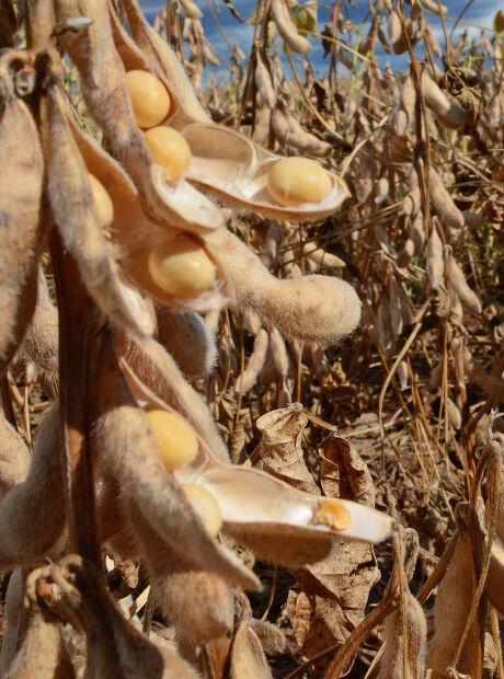 MS j&aacute; exportou mais de US$ 700 milh&otilde;es de soja em 2026