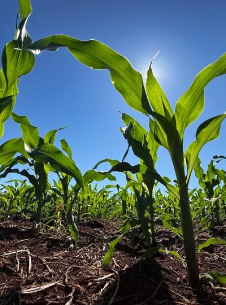 Guerra no Oriente M&eacute;dio eleva fertilizantes em at&eacute; 65% em MS