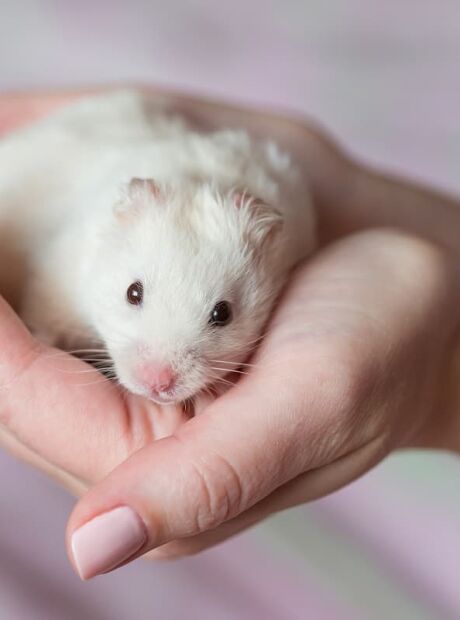 Hamster: Veja 7 cuidados para ter com o roedor