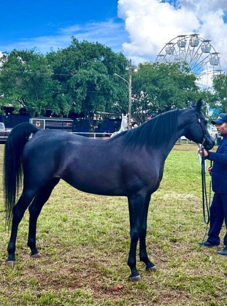 Gen&eacute;tica sul-mato-grossense domina julgamento de cavalos &aacute;rabes na Expogrande 