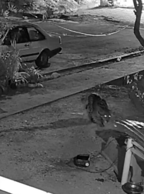 On&ccedil;a invade casa e mata cadela que a enfrentou meses antes 