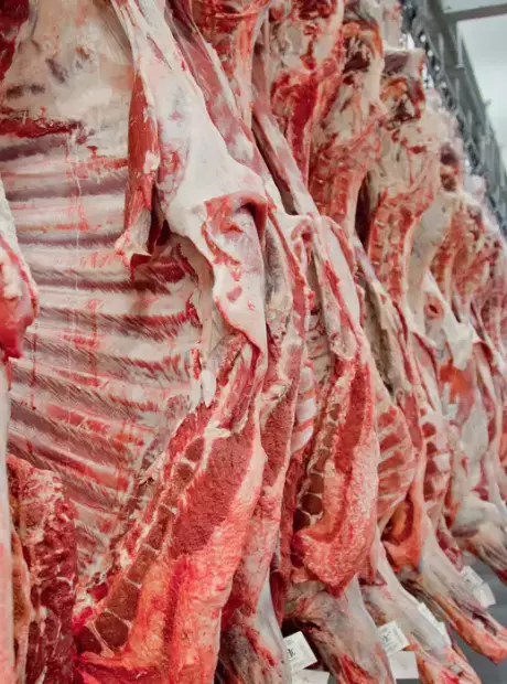 Pecuaristas de MS reagem &agrave; decis&atilde;o da UE contra carne brasileira