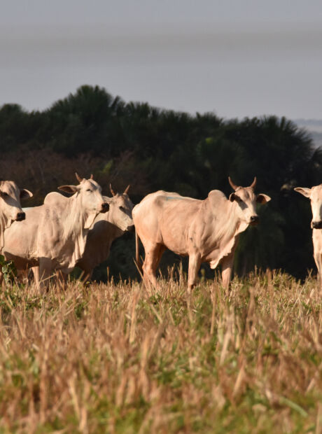 Tempo seco afeta pastos e Embrapa revela como manter gado saud&aacute;vel no inverno