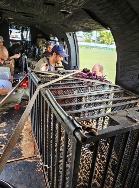 Pantanal registra remo&ccedil;&atilde;o in&eacute;dita de on&ccedil;a de dentro de cidade para &aacute;rea remota