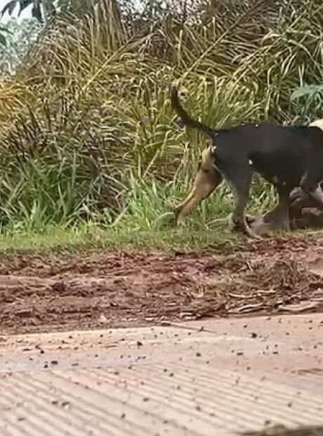 'Pitbulls &agrave; solta' fazem nova v&iacute;tima e voltam a tirar a paz de moradores; v&iacute;deos