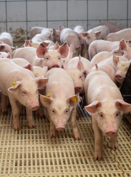 Censo in&eacute;dito vai mapear suinocultura e orientar investimentos em MS