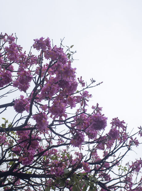 Ip&ecirc; rosa abre temporada das cores e anuncia chegada do inverno