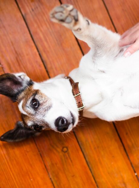 Pele pode ficar mais ressecada com o frio; veja cuidados com os pets