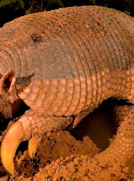 Mato Grosso do Sul pode ter Dia Estadual do tatu-canastra
