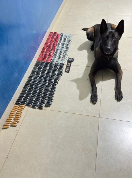 C&atilde;o farejador encontra 400 c&aacute;psulas de coca&iacute;na em &ocirc;nibus interestadual