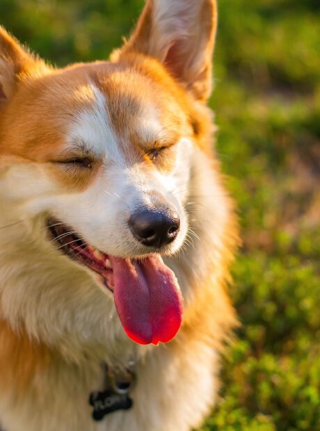 O que evitar na dieta dos pets para prevenir alergias