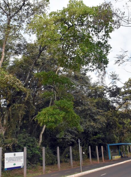 &Aacute;rvores do Parque dos Poderes passar&atilde;o por pente-fino