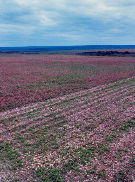Retirada de vegeta&ccedil;&atilde;o em fazenda de Bonito entra na mira do MPMS
