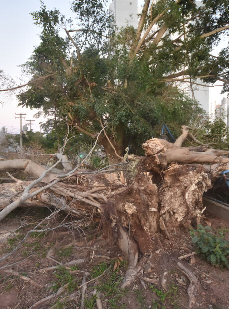 Uma semana ap&oacute;s temporal, 30% das &aacute;rvores que ca&iacute;ram n&atilde;o foram recolhidas