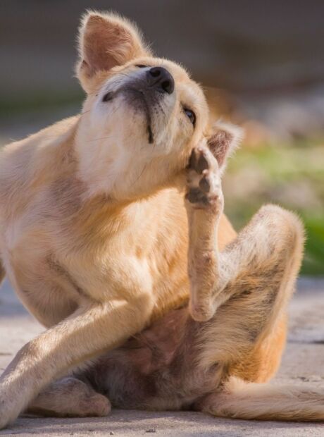 Primavera acende alerta para alergias em c&atilde;es e gatos; veja quais ra&ccedil;as s&atilde;o mais predispostas