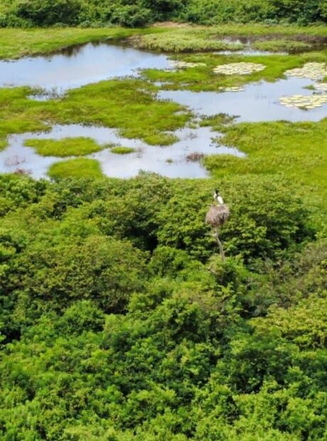 Efeitos do super-El Ni&ntilde;o no Pantanal de MS preocupam o governo federal