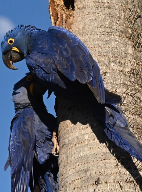 Arara-azul ganha novas &aacute;rvores para alimenta&ccedil;&atilde;o e reprodu&ccedil;&atilde;o