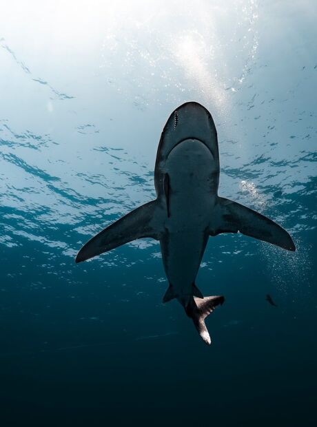 Tubar&atilde;o considerado um dos mais raros do oceano &eacute; registrado vivo a 2.000 metros de profundidade