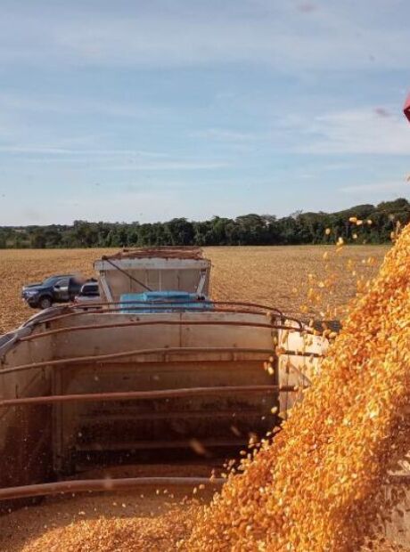 MS ocupa 7&ordm; lugar no ranking nacional da produ&ccedil;&atilde;o agr&iacute;cola