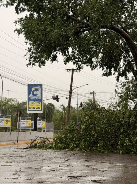 Ap&oacute;s 42 horas, &aacute;rvores ainda interditam vias de Campo Grande