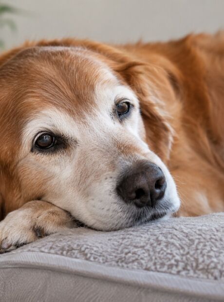 Envelhecimento dos c&atilde;es exige aten&ccedil;&atilde;o e adapta&ccedil;&atilde;o da fam&iacute;lia, aponta especialista
