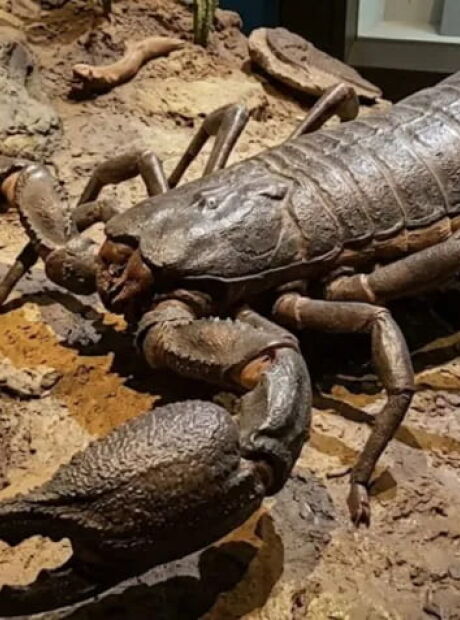 Descoberta de escorpi&atilde;o gigante, maior que um cachorro, impressiona cientistas