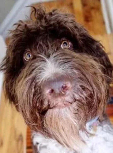 Cachorro come R$ 20 mil em dinheiro, e o que os donos fizeram surpreende