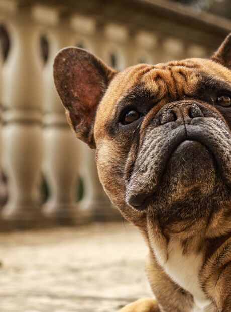 Espanha aprova lei que pro&iacute;be manter animais de estima&ccedil;&atilde;o em terra&ccedil;os e varandas