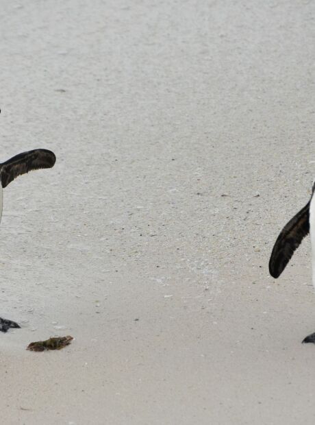 Ant&aacute;rtida procura funcion&aacute;rios para contar pinguins e oferece sal&aacute;rio de 2.500 euros por 6 meses