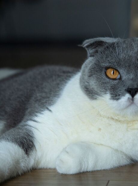 Pa&iacute;ses mais felizes t&ecirc;m uma curiosa liga&ccedil;&atilde;o com gatos, aponta an&aacute;lise de 93 na&ccedil;&otilde;es