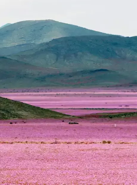 Ap&oacute;s chuva at&iacute;pica, deserto mais seco do mundo ganha tapete de flores de 17 mil km² com 200 esp